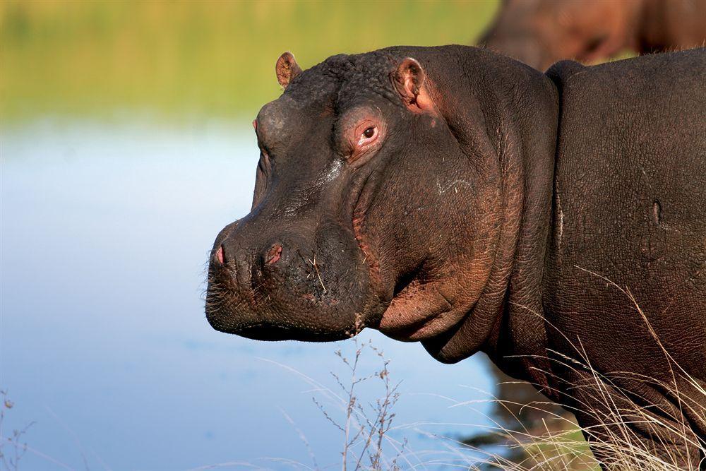 Lalibela Game Reserve - Kichaka Lodge باترسون المظهر الخارجي الصورة