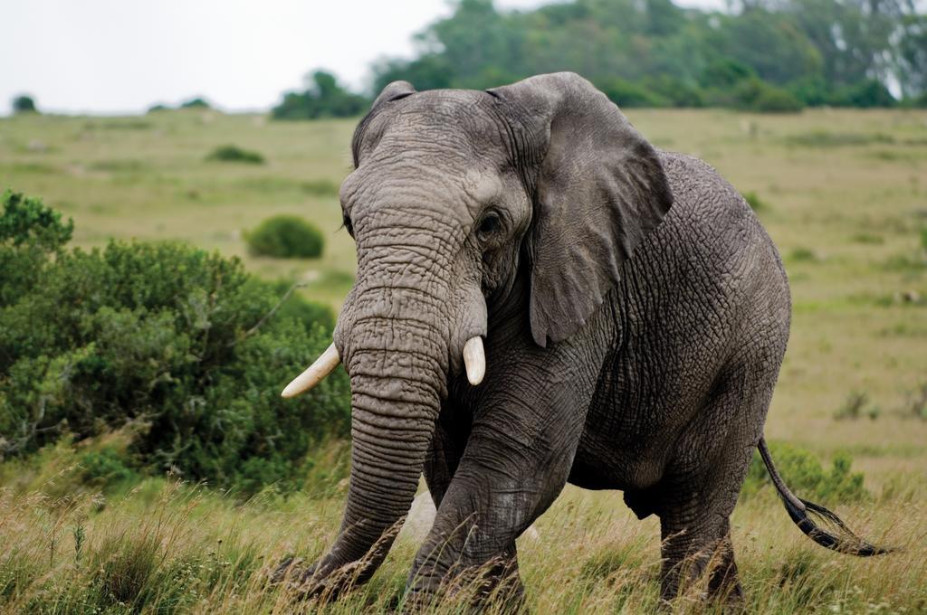 Lalibela Game Reserve - Kichaka Lodge باترسون المظهر الخارجي الصورة