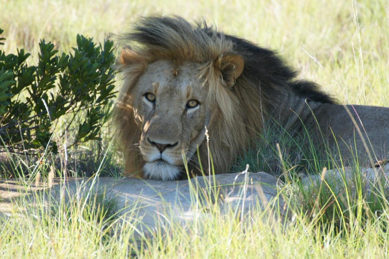 Lalibela Game Reserve - Kichaka Lodge باترسون المظهر الخارجي الصورة
