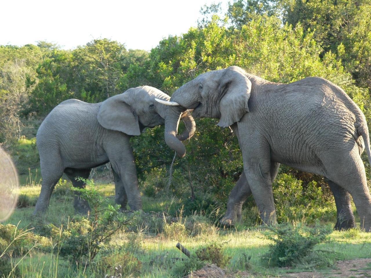 Lalibela Game Reserve - Kichaka Lodge باترسون المظهر الخارجي الصورة