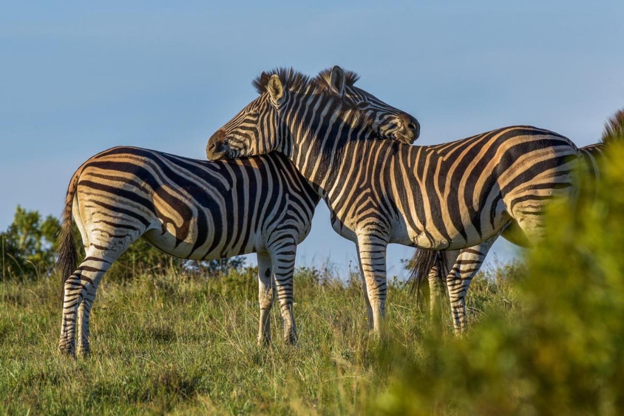 Lalibela Game Reserve - Kichaka Lodge باترسون المظهر الخارجي الصورة