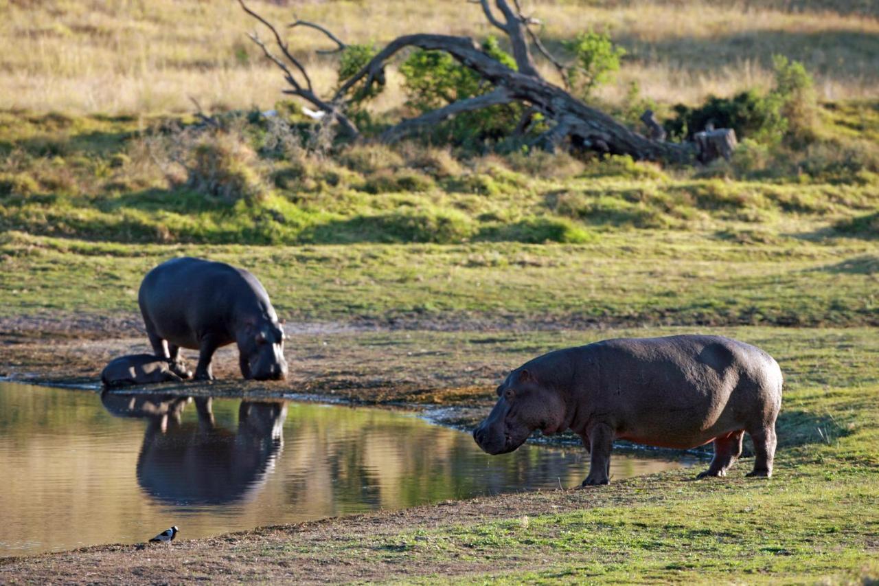 Lalibela Game Reserve - Kichaka Lodge باترسون المظهر الخارجي الصورة